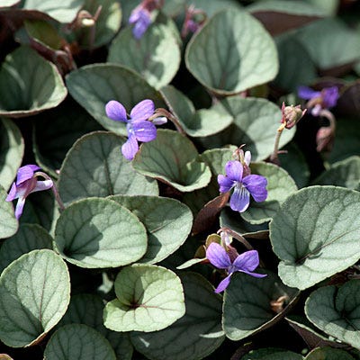 Silver Gem Viola|Purple Viola Silver Gem, Viola walteri, Violet