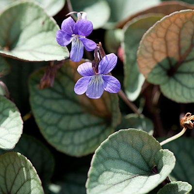 Silver Gem Viola
