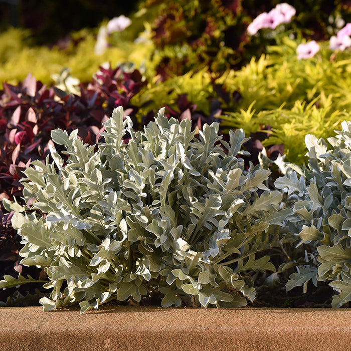 Silver Swirl Dusty Miller