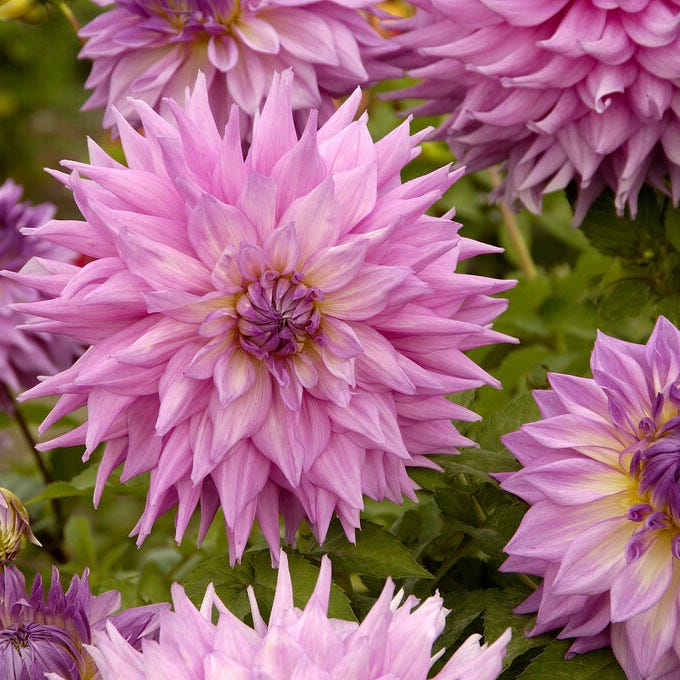 Sir Alf Ramsey Dinner Plate Dahlia|Sir Alfred Ramsey Dinner Plate Dahlia flowers in bloom