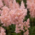 Sister Theresa Astilbe|Pink Sister Theresa Astilbe False Spirea, Photo Credit Walters Gardens Inc