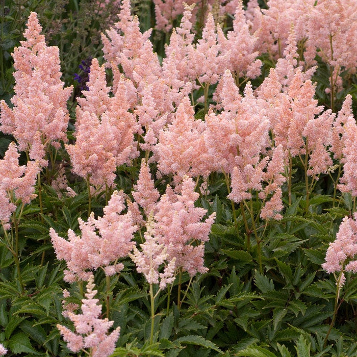 Sister Theresa Astilbe|Pink Sister Theresa Astilbe False Spirea, Photo Credit Walters Gardens Inc