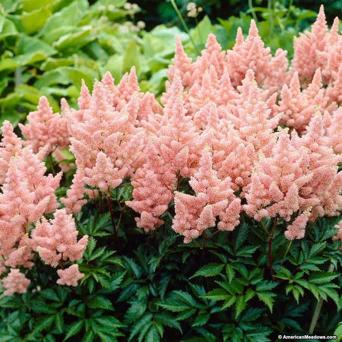 Sister Theresa Astilbe|Pink Sister Theresa Astilbe False Spirea