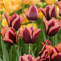 Slawa Triumph Tulip|Slawa Triumph Tulip, Tulipa Slawa