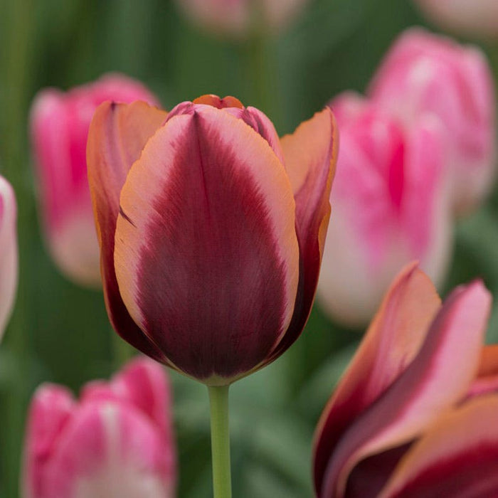 Slawa Triumph Tulip|Slawa Triumph Tulip, Tulipa Slawa