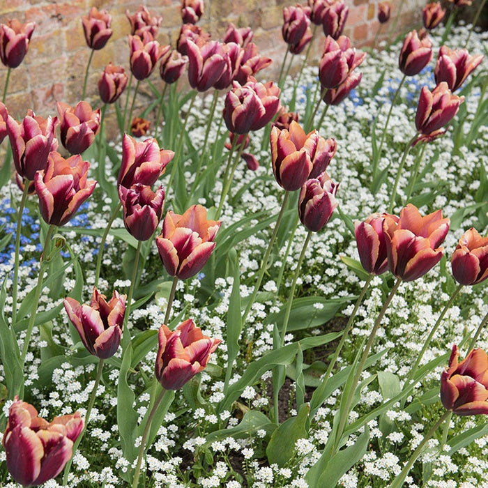 Slawa Triumph Tulip|Slawa Triumph Tulip, Tulipa Slawa