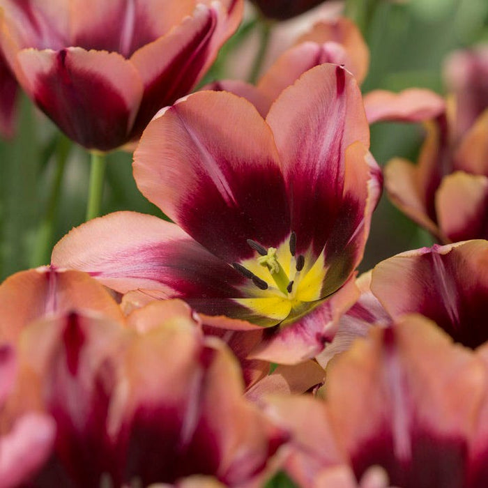 Slawa Triumph Tulip|Slawa Triumph Tulip, Tulipa Slawa