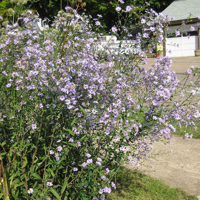 Smooth Blue Aster Seeds|Smooth Blue Aster, Aster laevis