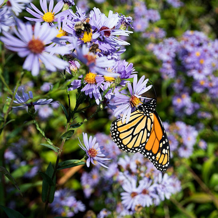 Smooth Blue Aster|Smooth Blue Aster, Symphotrichum laeve