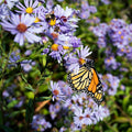 Smooth Blue Aster|Smooth Blue Aster, Symphotrichum laeve