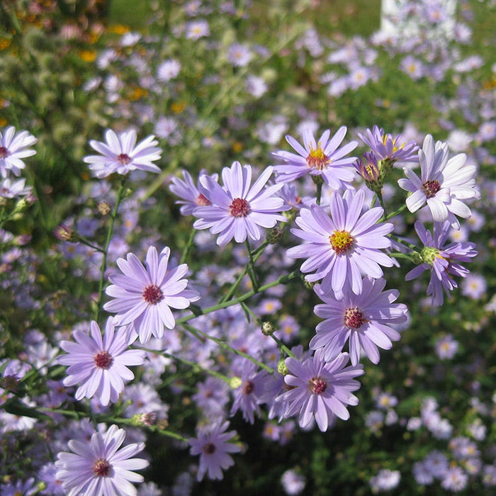Smooth Blue Aster|Smooth Blue Aster, Symphotrichum laeve