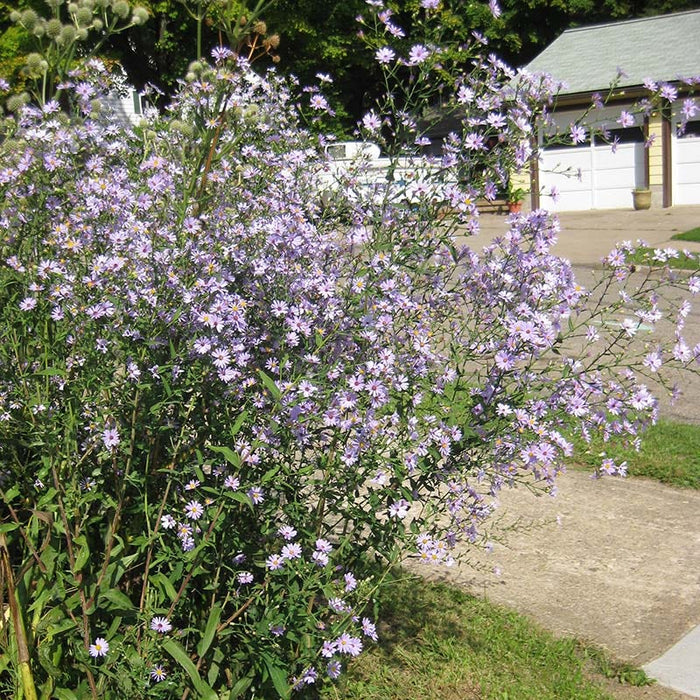 Smooth Blue Aster|Smooth Blue Aster, Symphotrichum laeve