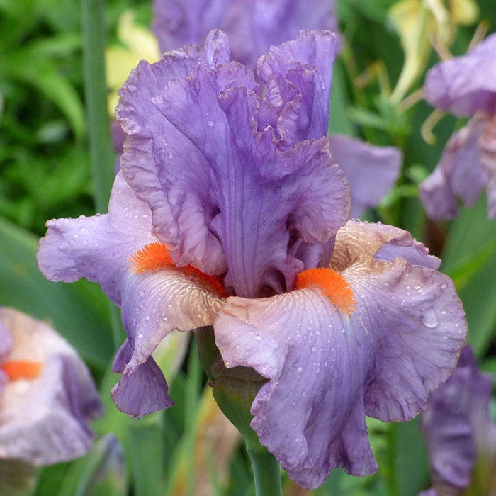 Snappy Dresser Bearded Iris|Snappy Dresser Bearded Iris
