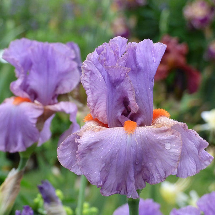 Snappy Dresser Bearded Iris|Snappy Dresser Bearded Iris