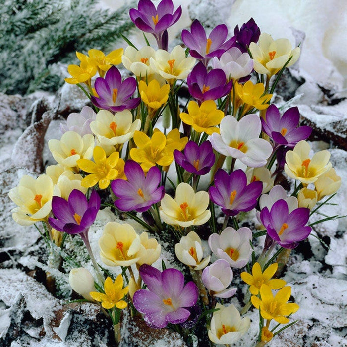 Snow Crocus Mix|Yellow and Purple and White Wild Crocus or Snow Crocus Bulbs Mix, Crocus, Wild Crocus, Snow Crocus or Specie Crocus