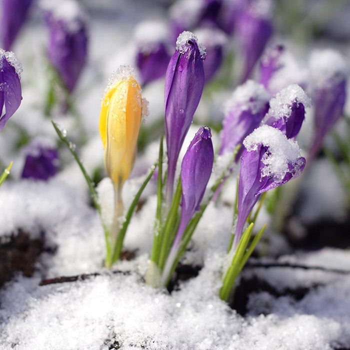 Snow Crocus Mix|Yellow and Purple and White Wild Crocus or Snow Crocus Bulbs Mix, Crocus, Wild Crocus, Snow Crocus or Specie Crocus, Snow Covered
