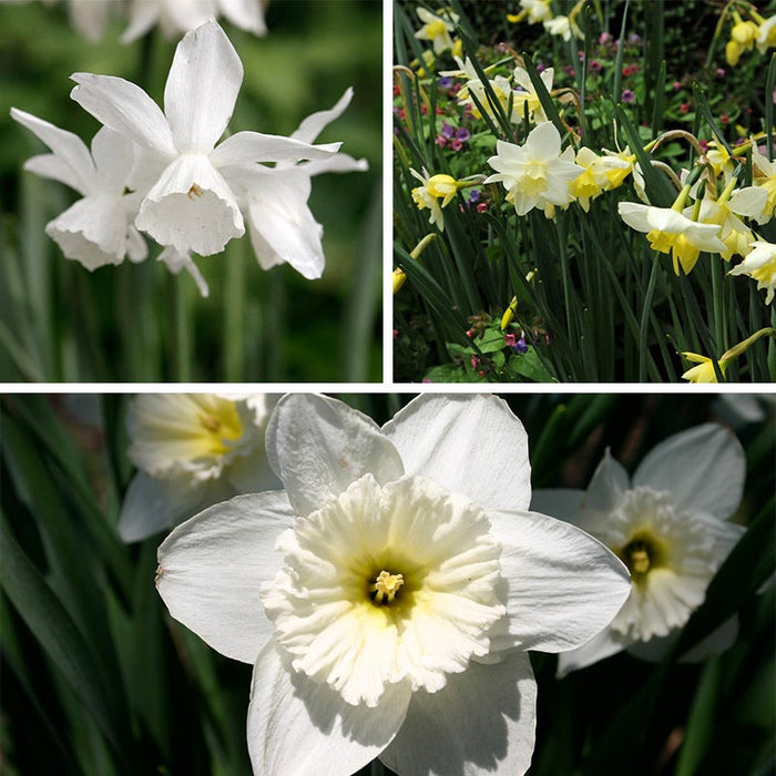 Snow Drift White Daffodil Bulb Collection|Snow Drift White Daffodil Bulb Collection