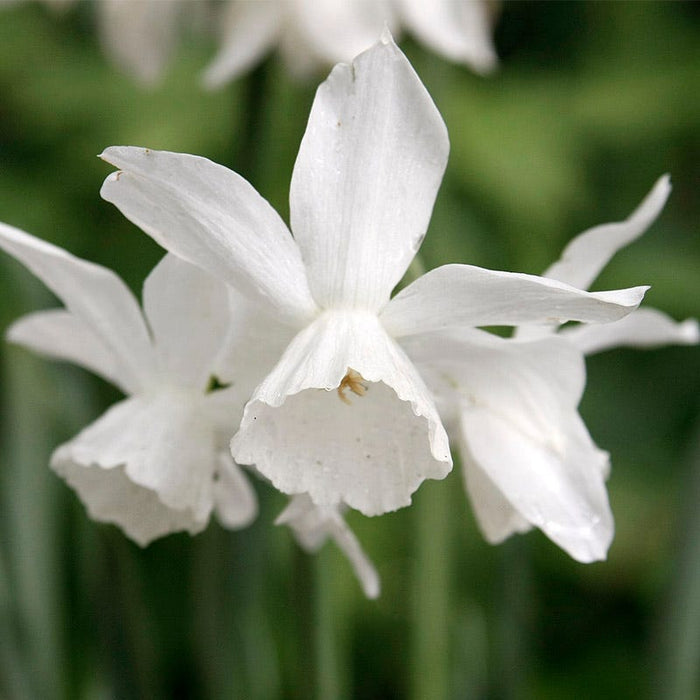 Snow Drift White Daffodil Bulb Collection|Thalia Daffodil