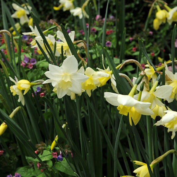 Snow Drift White Daffodil Bulb Collection|Sailboat Daffodil