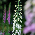 Snow Thimble Foxglove|Snow Thimble Foxglove, Digitalis purpurea