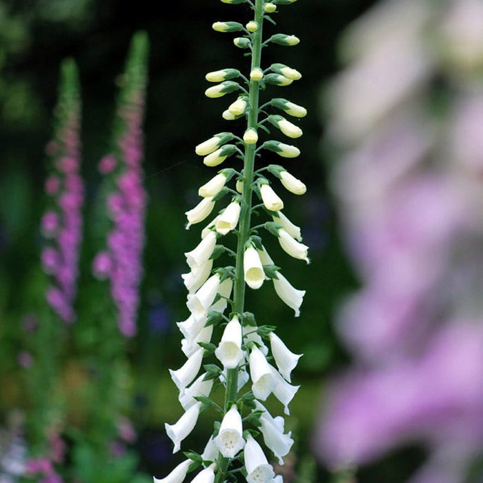 Snow Thimble Foxglove|Snow Thimble Foxglove, Digitalis purpurea