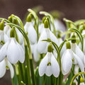 Snowdrops|White Snowdrop Bulbs, Galanthus woronowii, Snowdrops