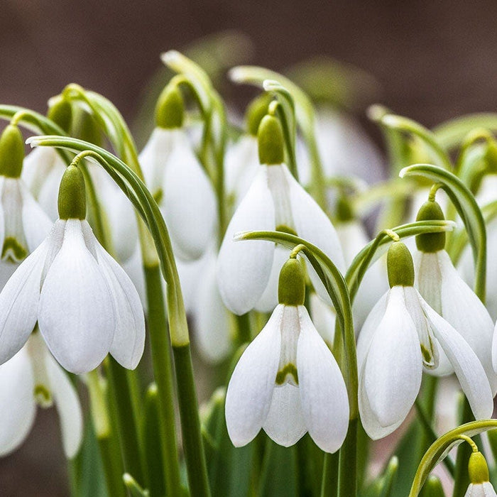Snowdrops|White Snowdrop Bulbs, Galanthus woronowii, Snowdrops