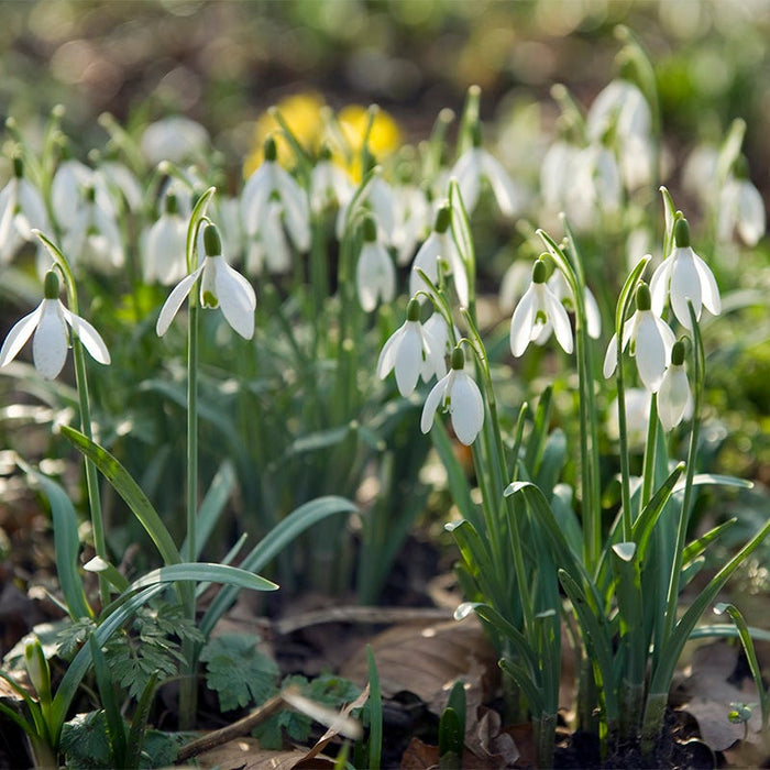Snowdrops|White Snowdrop Bulbs, Galanthus woronowii, Snowdrops