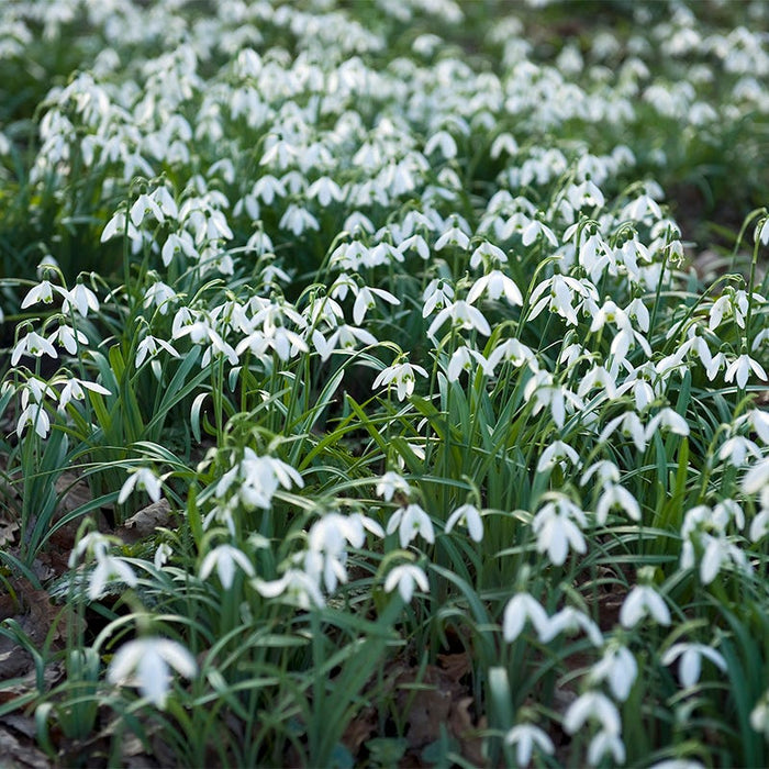 Snowdrops|White Snowdrop Bulbs, Galanthus woronowii, Snowdrops