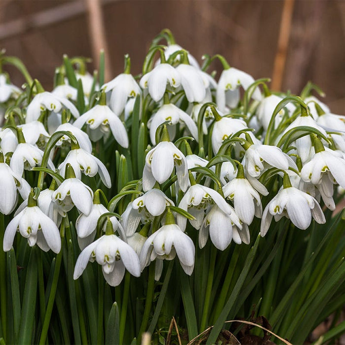 Snowdrops|White Snowdrop Bulbs, Galanthus woronowii, Snowdrops