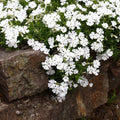 Snowflake Creeping Phlox|Snowflake Creeping Phlox, Phlox subulata