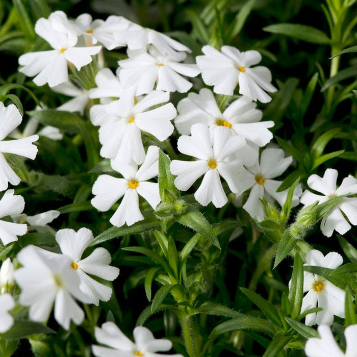 Snowflake Creeping Phlox|Snowflake Creeping Phlox, Phlox subulata