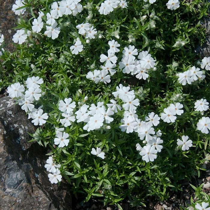 Snowflake Creeping Phlox|Snowflake Creeping Phlox, Phlox subulata