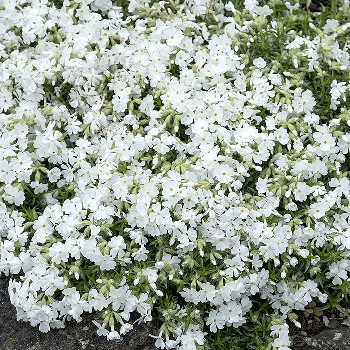 Snowflake Creeping Phlox|Snowflake Creeping Phlox, Phlox subulata