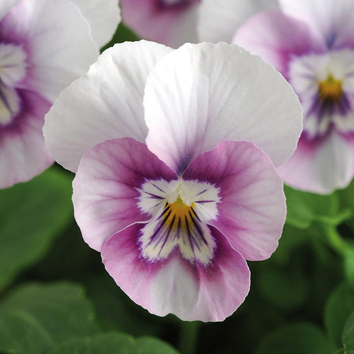 Sorbet® XP Pink Halo Viola|Sorbet® XP Pink Halo Viola