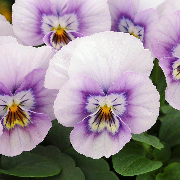 Sorbet® XP Pink Halo Viola|Sorbet® XP Pink Halo Viola