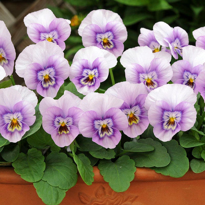 Sorbet® XP Pink Halo Viola|Sorbet® XP Pink Halo Viola