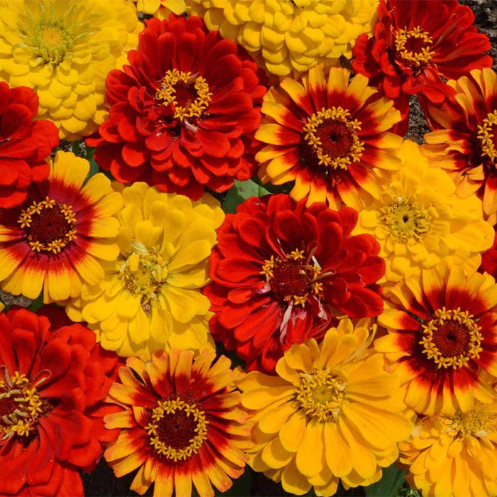 South Of The Border Zinnia Seed Mix|South Of The Border Zinnia Seed