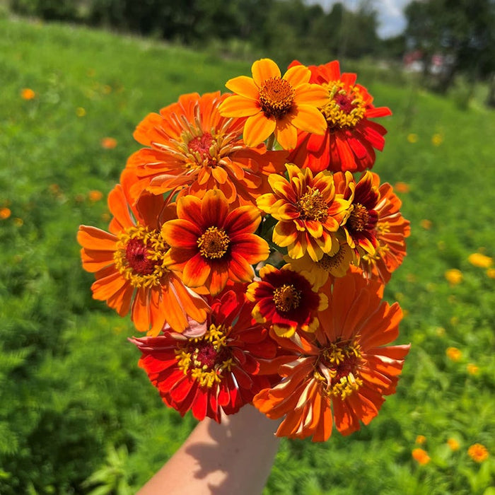 South Of The Border Zinnia Seed Mix|South Of The Border Zinnia Seed Mix, Cut Flower Bouquet