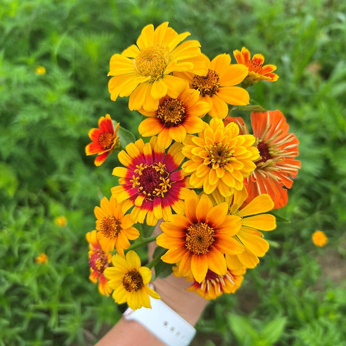 South Of The Border Zinnia Seed Mix|South Of The Border Zinnia Seed Mix, Cut Flower Bouquet