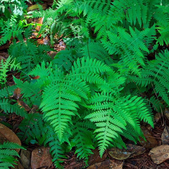 Southern Beech Fern|Southern Beech Fern