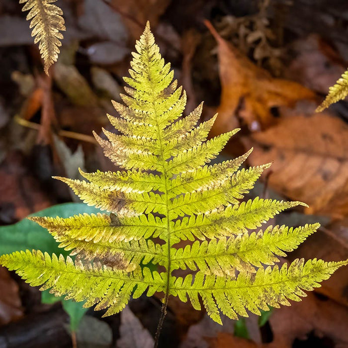 Southern Beech Fern|Southern Beech Fern