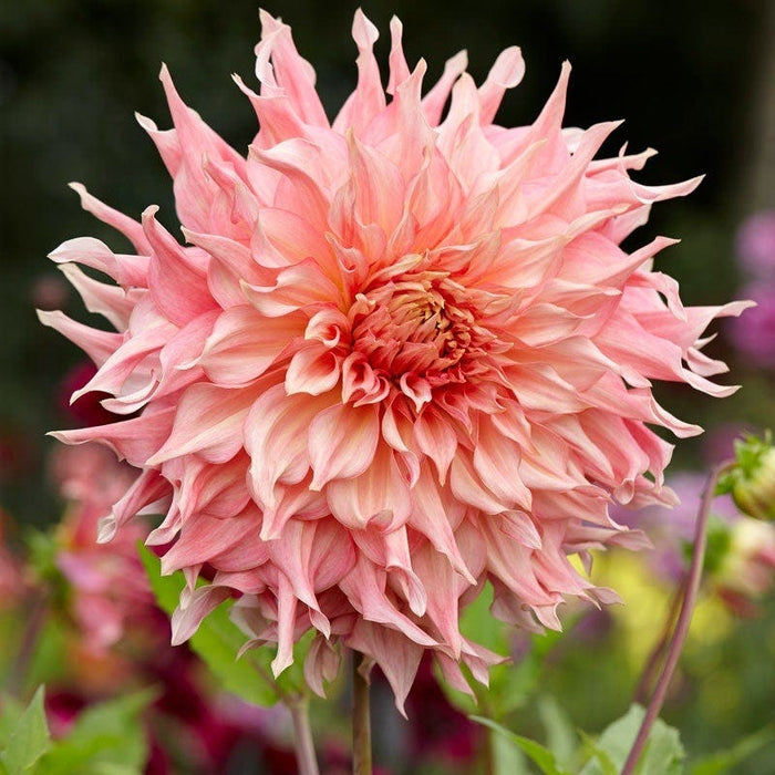 Southern Peach Dahlia Collection|Penhill Watermelon Dinner Plate Dahlia