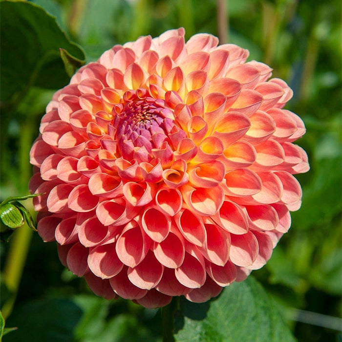 Southern Peach Dahlia Collection|Jowey Nicky Ball Dahlia