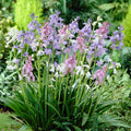 Spanish Bluebells Mix|Wood Hyacinth Bulbs Mix, Hyacinthoides hispanica, Wood Hyacinths, Spanish Bluebells, Scilla