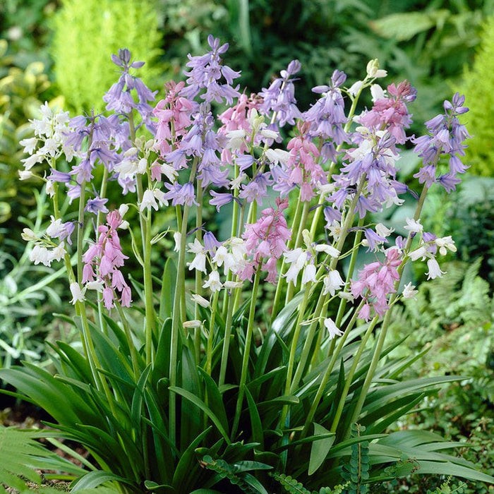Spanish Bluebells Mix|Wood Hyacinth Bulbs Mix, Hyacinthoides hispanica, Wood Hyacinths, Spanish Bluebells, Scilla
