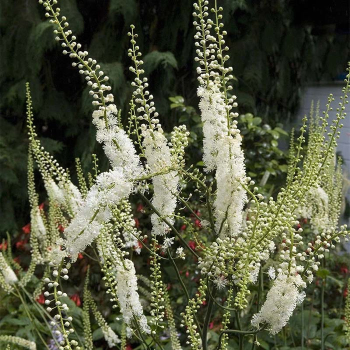 Black Cohosh