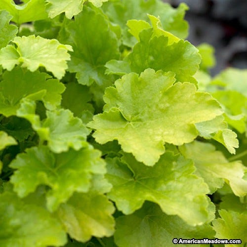Coral Bells Citronelle