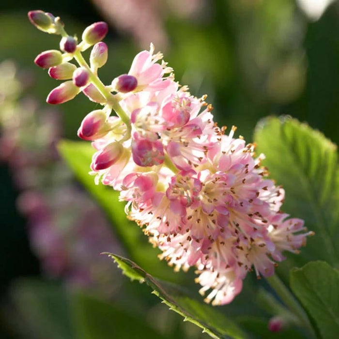 Ruby Spice Clethra