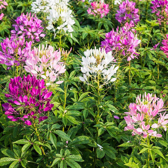 Spider Plant Seeds|Spider Flower, Spider Plant Seeds, Cleome hassleriana
